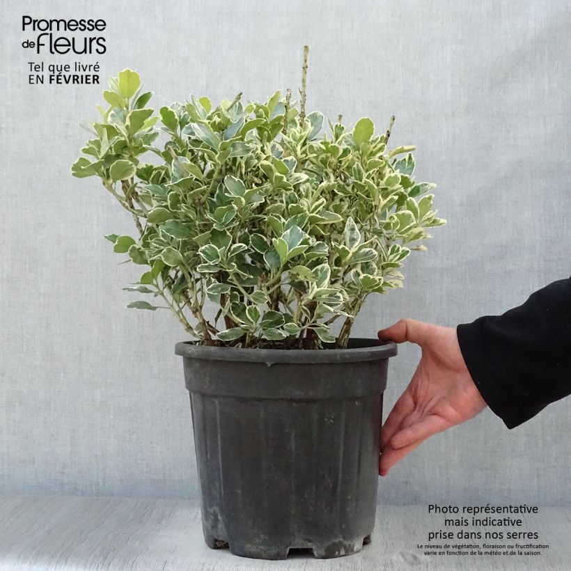 Euonymus japonicus Kathy - Fusain du Japon en pot de 7,5L/10L esemplare consegnato in inverno