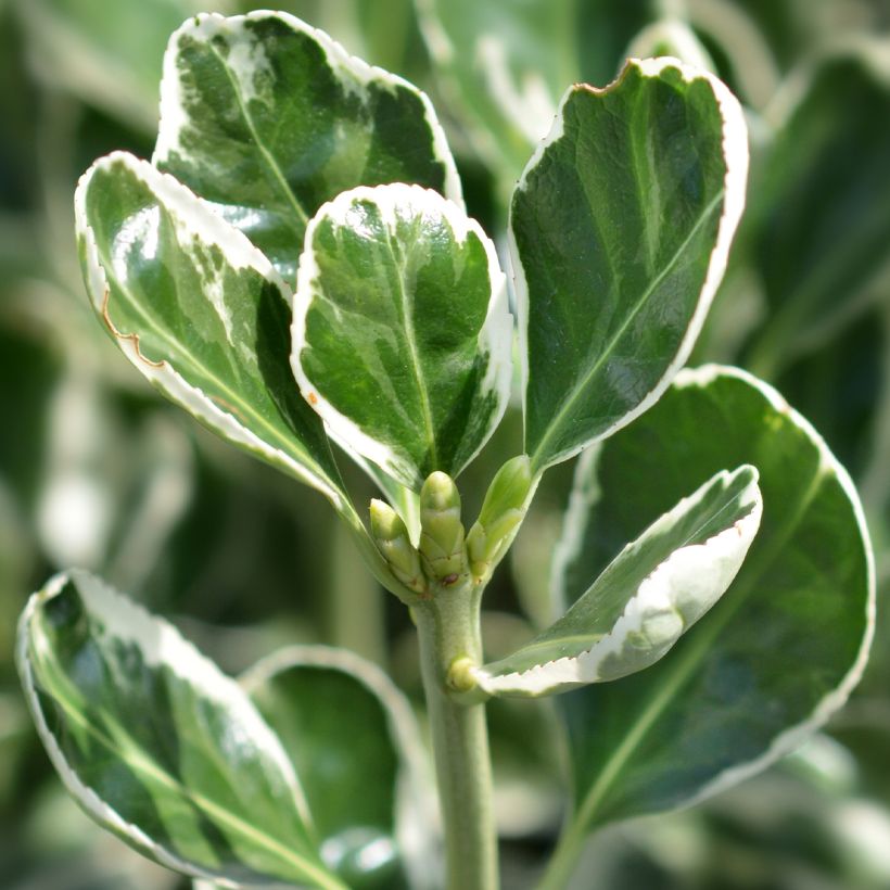 Fusaria giapponese Louisette (Fogliame)