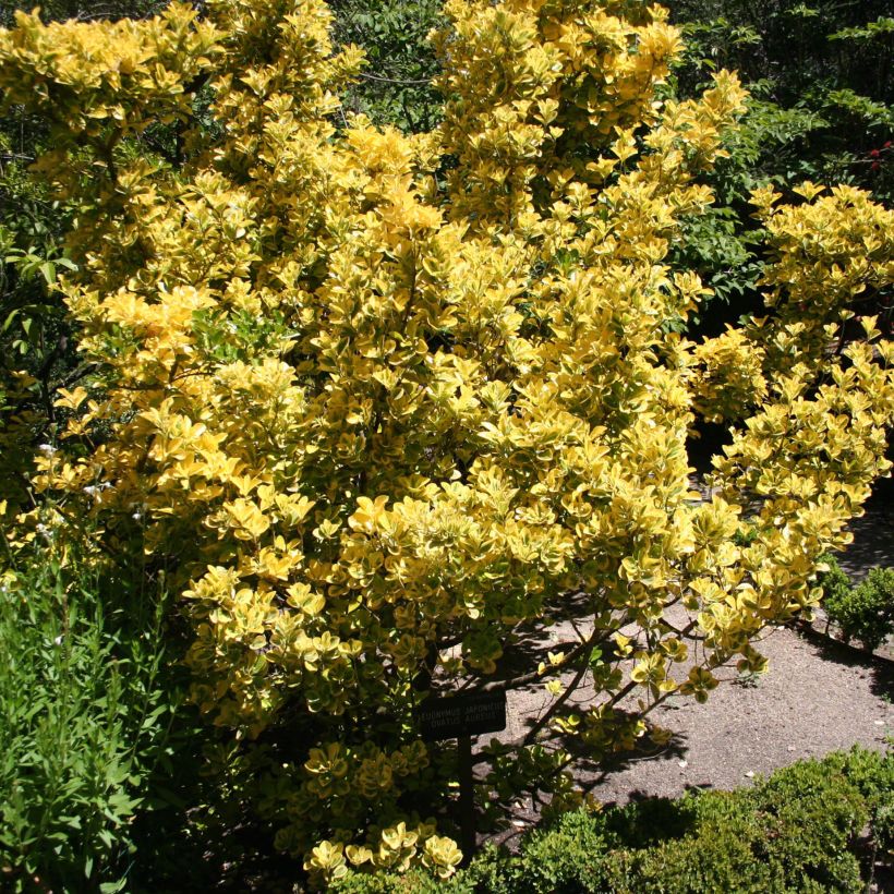 Fusaria giapponese Ovatus Aureus (Porto)