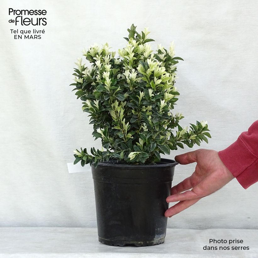 Euonymus japonicus Paloma Blanca - Fusain du Japon en pot de 3l/4l esemplare consegnato in inverno