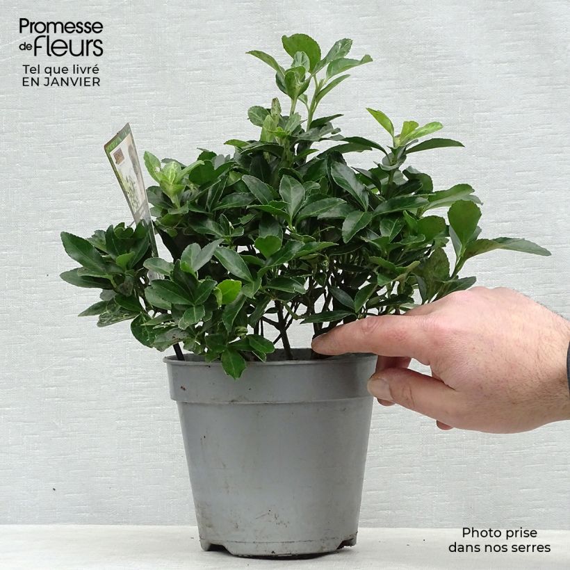 Euonymus japonicus Pierrolino - Fusain du Japon Pot de 2L/3L esemplare consegnato in inverno