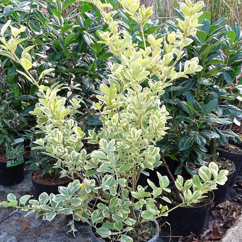 Euonymus japonicus Président Gauthier - Fusain du Japon en pot de 7.5/10L esemplare consegnato in inverno