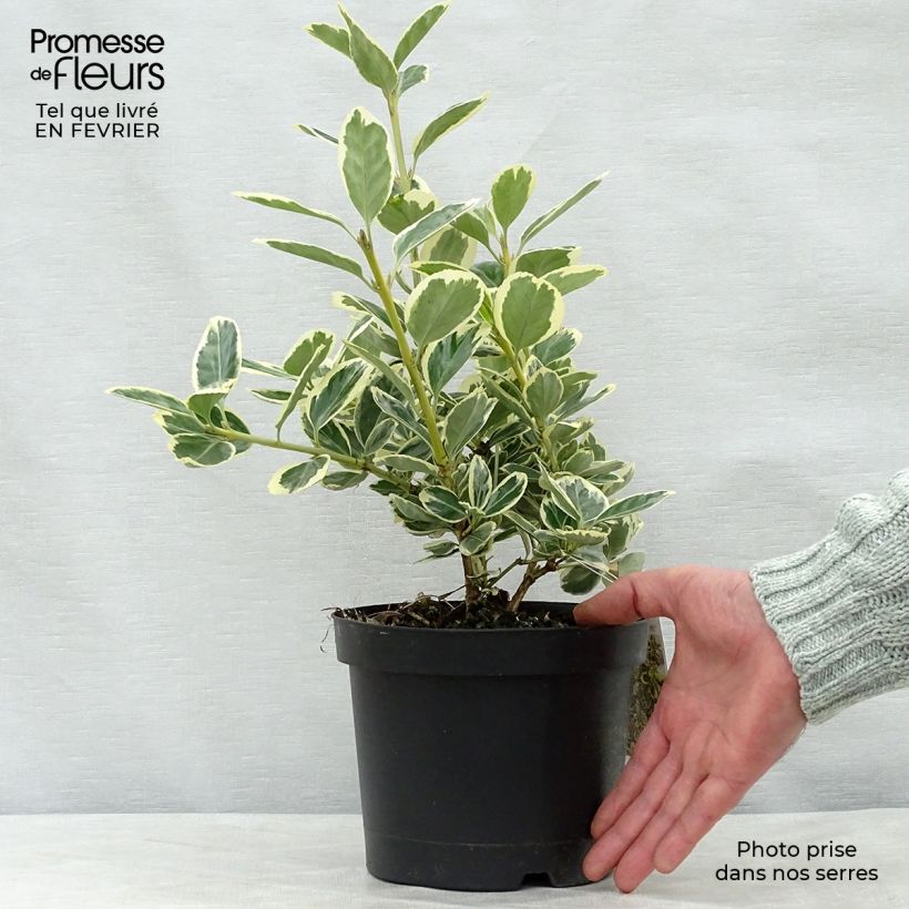 Euonymus japonicus Président Gauthier - Fusain du Japon en pot de 2L/3L esemplare consegnato in inverno