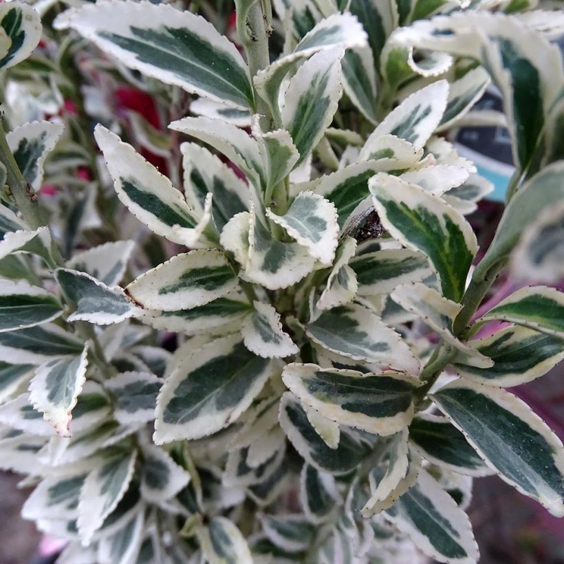 Fusaria giapponese White Spire (Fogliame)