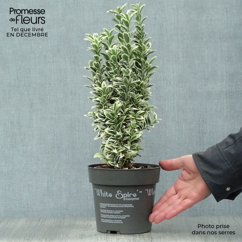 Euonymus japonicus White Spire - Fusain du Japon en pot de 2L/3L esemplare consegnato in inverno