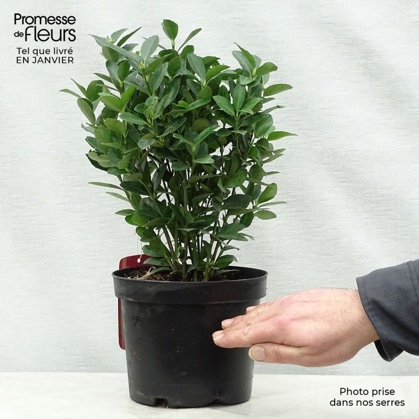 Euonymus japonicus - Fusain du Japon en pot de 2L/3L esemplare consegnato in inverno