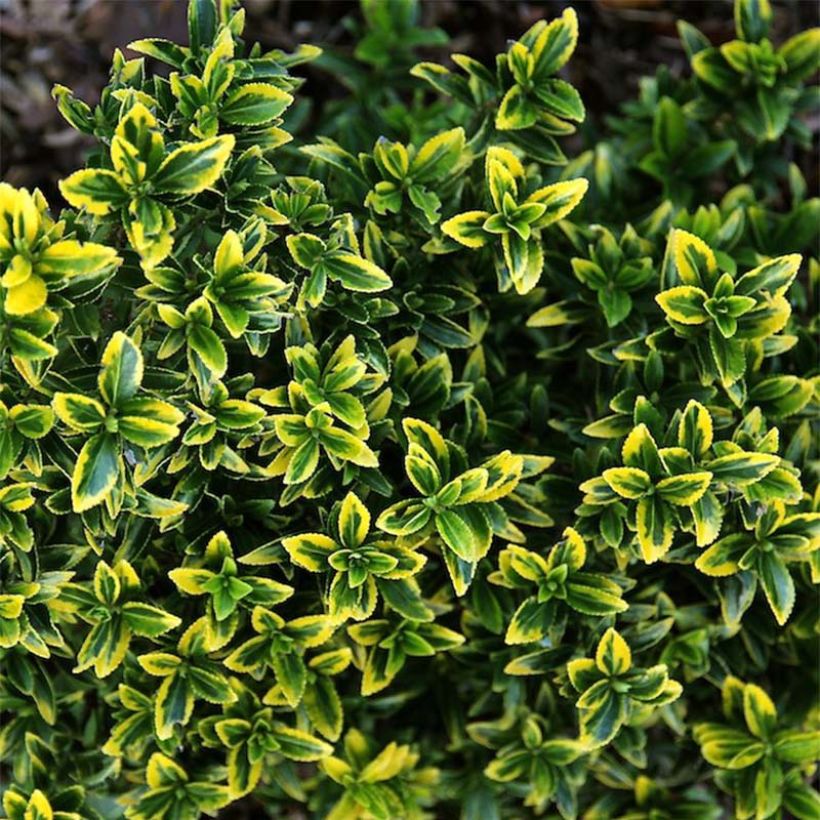 Fusaria giapponese Microphyllus Aureovariegatus (Fogliame)