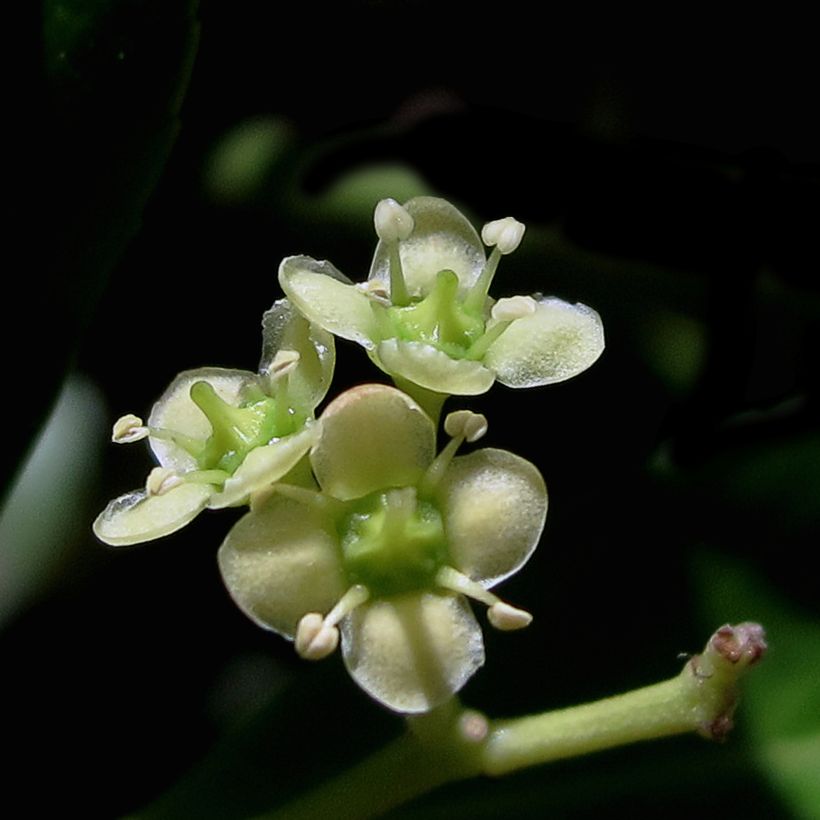 Fusaria giapponese Microphyllus (Fioritura)