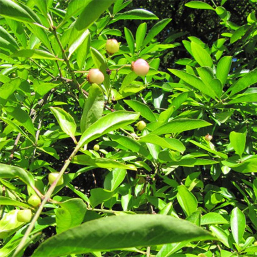 Euonymus myrianthus (Fogliame)