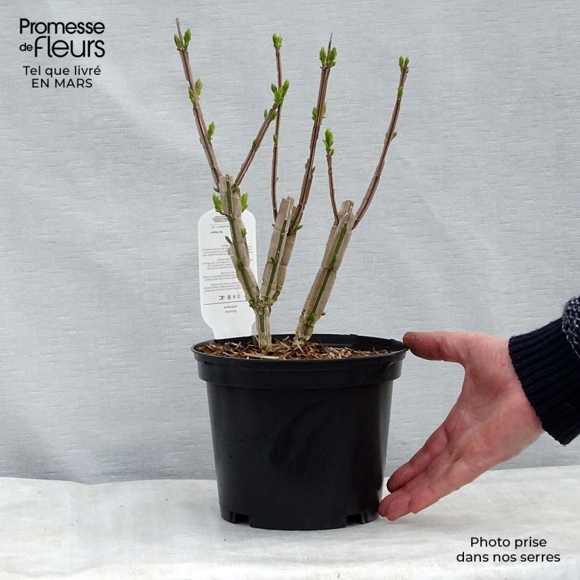 Euonymus phellomanus 30/40cm en pot de 3L esemplare consegnato in inverno