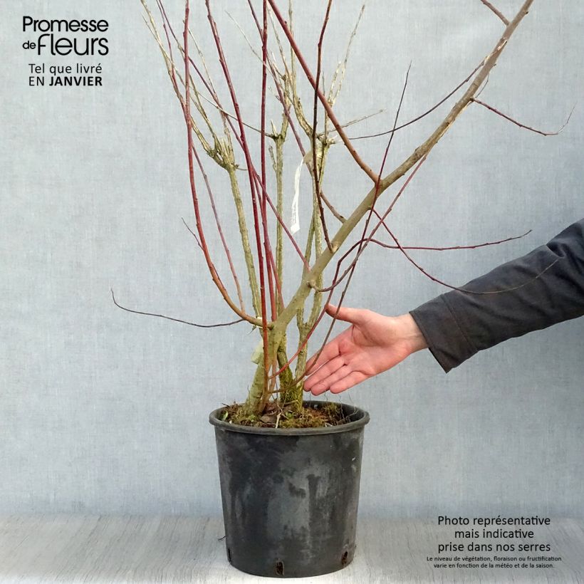 Euonymus phellomanus 60cm+ en pot de 12L  esemplare consegnato in inverno