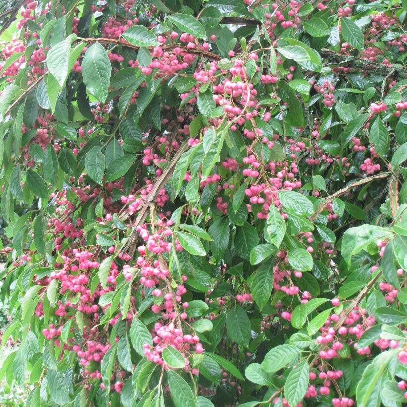 Euonymus phellomanus (Porto)