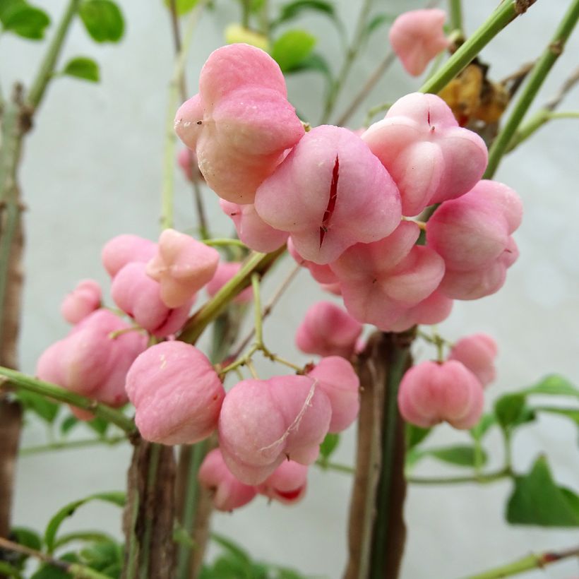 Euonymus phellomanus (Raccolta)