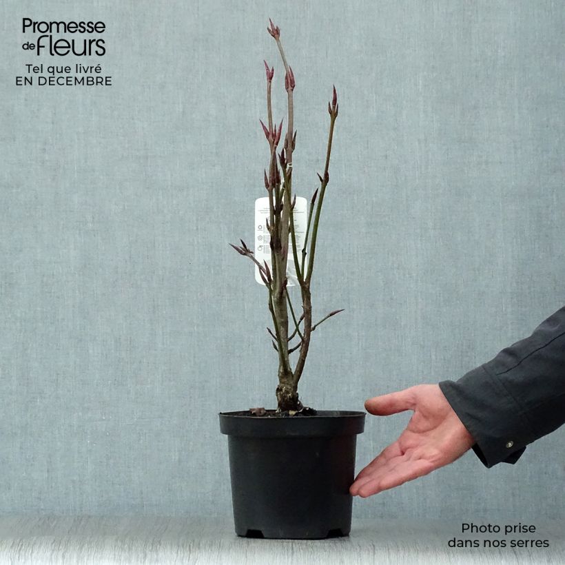 Euonymus planipes 30/40cm en pot de 3L. - Fusain esemplare consegnato in inverno