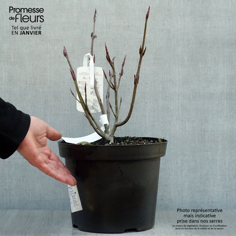 Euonymus planipes en pot de 7.5L - Fusain  esemplare consegnato in inverno