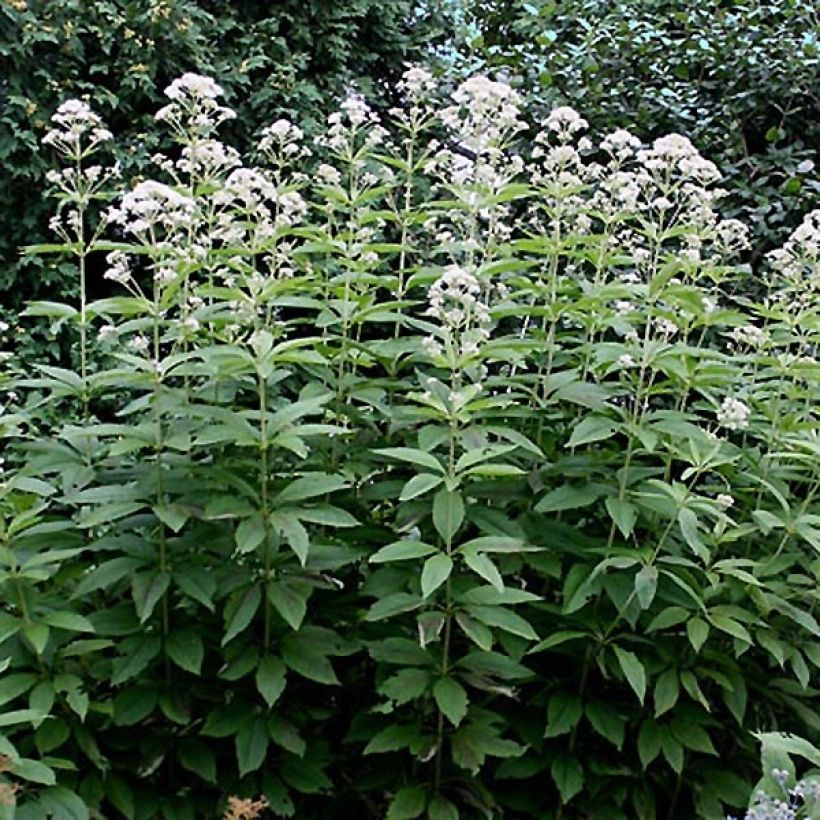 Eupatorium fistulosum var. albidum Bartered Bride (Fogliame)