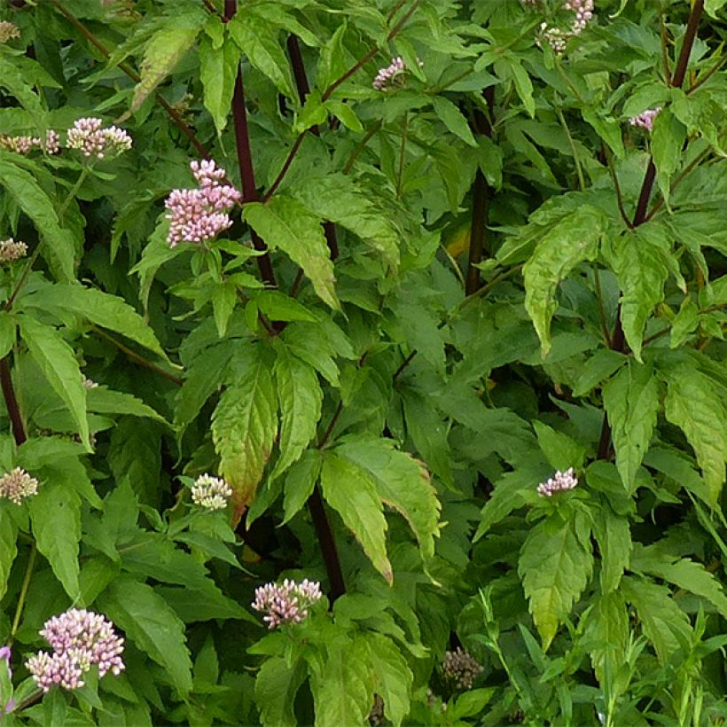 Eupatorium canabinum Plenum (Fogliame)