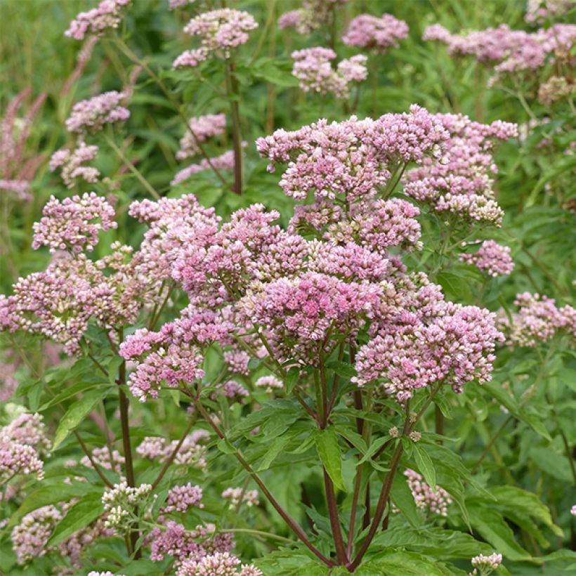 Eupatorium canabinum Plenum (Fioritura)