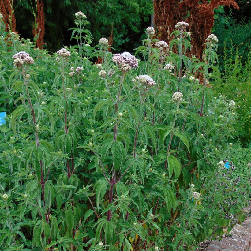 Eupatorium canabinum Plenum (Porto)