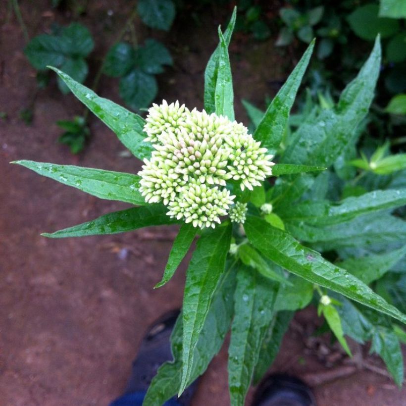 Eupatorium chinense (Fioritura)