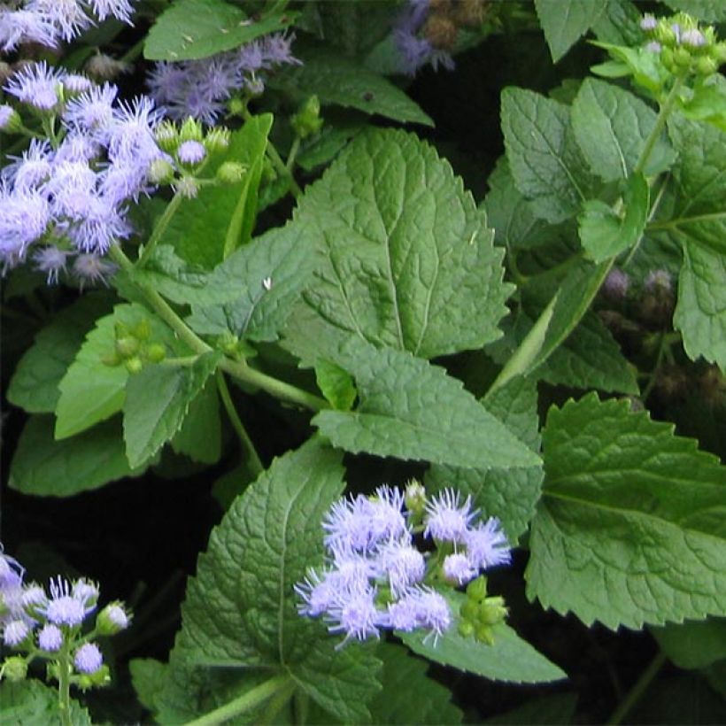 Eupatorium coelestinum (Fogliame)