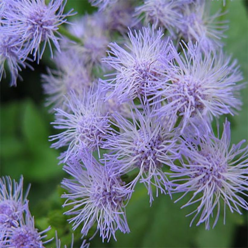 Eupatorium coelestinum (Fioritura)