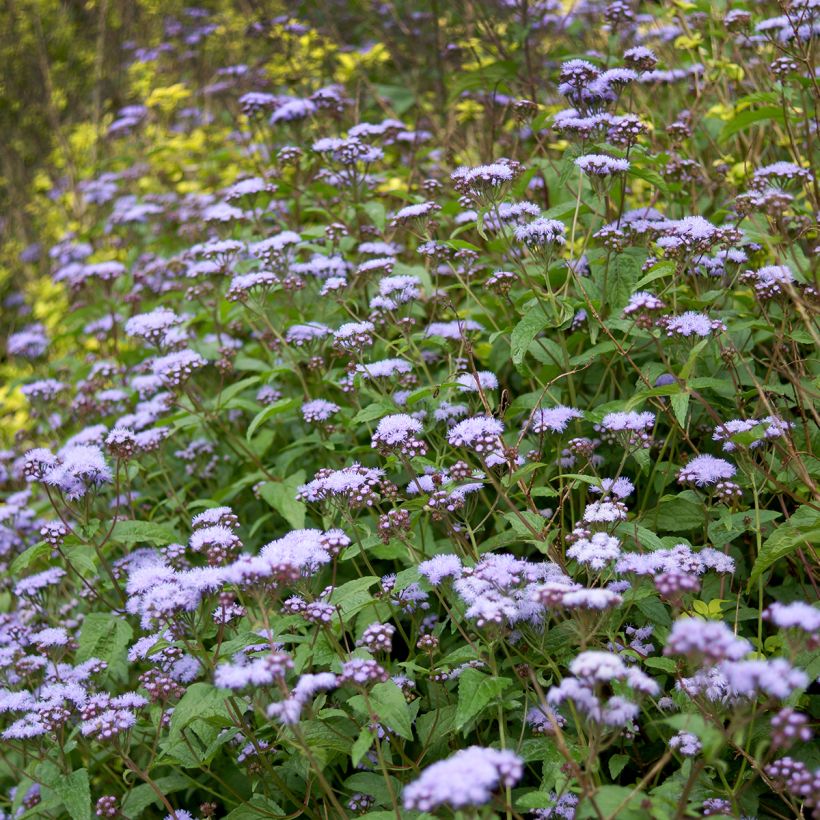 Eupatorium coelestinum (Porto)