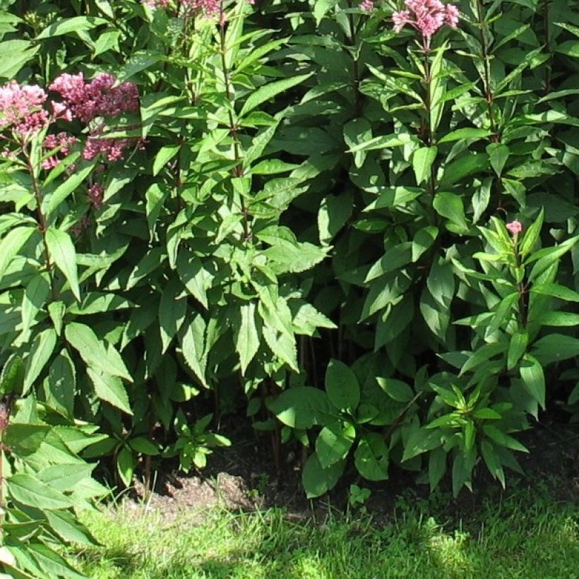 Eupatorium fistulosum Atropurpureum (Fogliame)