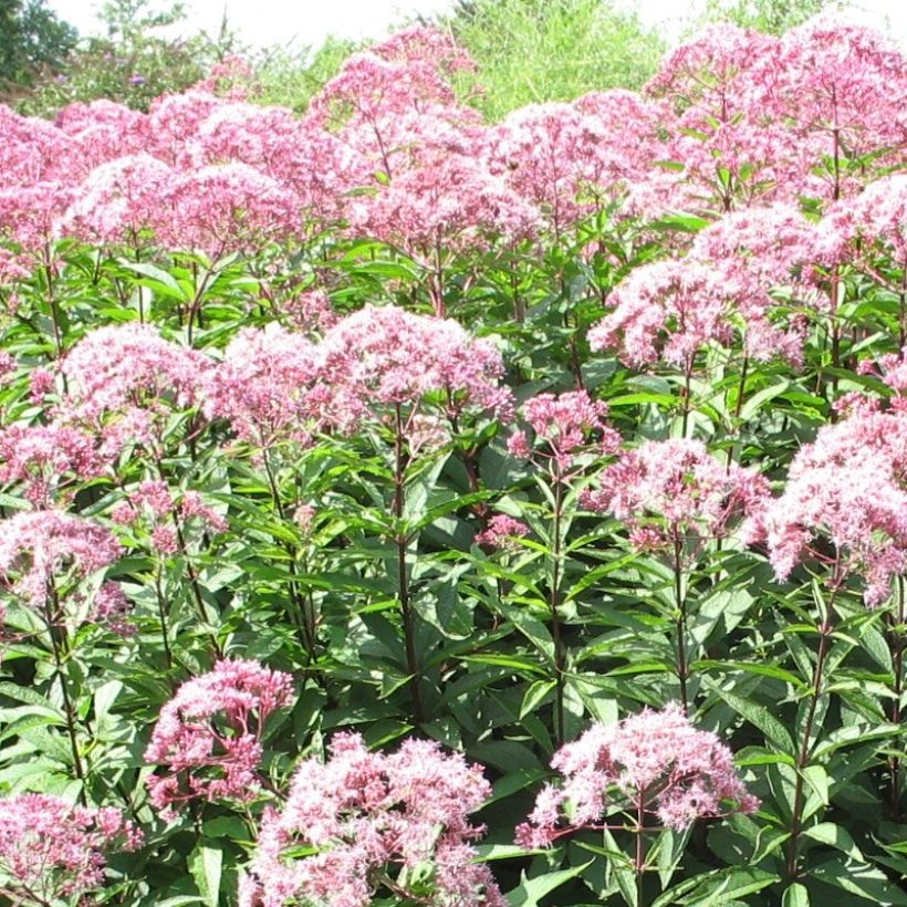 Eupatorium fistulosum Atropurpureum (Fioritura)