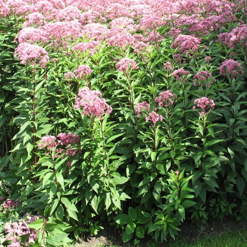 Eupatorium fistulosum Atropurpureum (Porto)