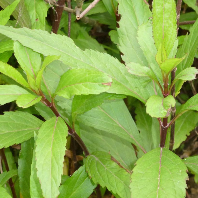 Eupatorium fortunei (Fogliame)