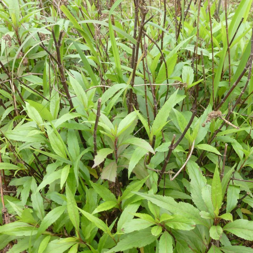 Eupatorium fortunei (Porto)