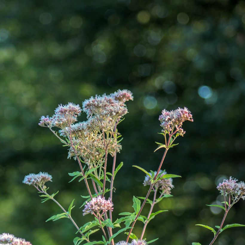 Eupatorium fortunei (Fioritura)