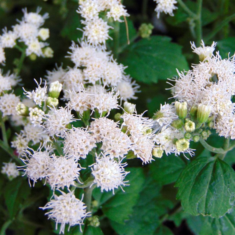 Eupatorium rugosum Lucky Melody (Fioritura)