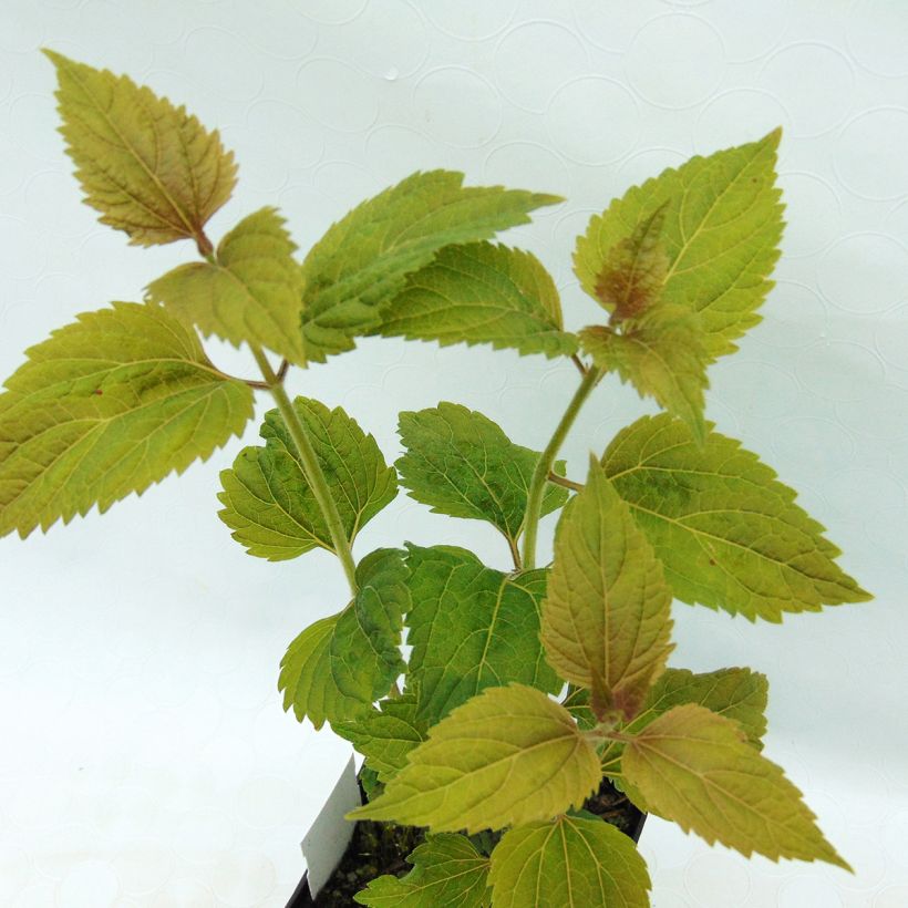 Eupatorium rugosum Lucky Melody (Fogliame)