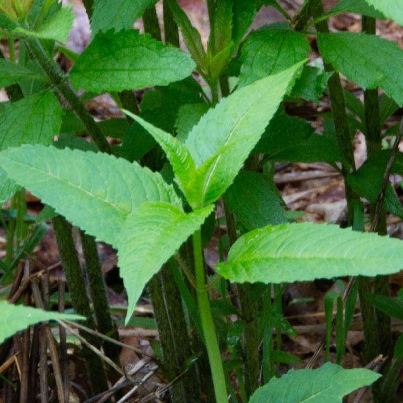 Eupatorium maculatum (Fogliame)