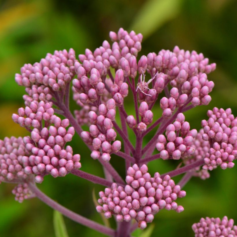 Eupatorium maculatum (Fioritura)