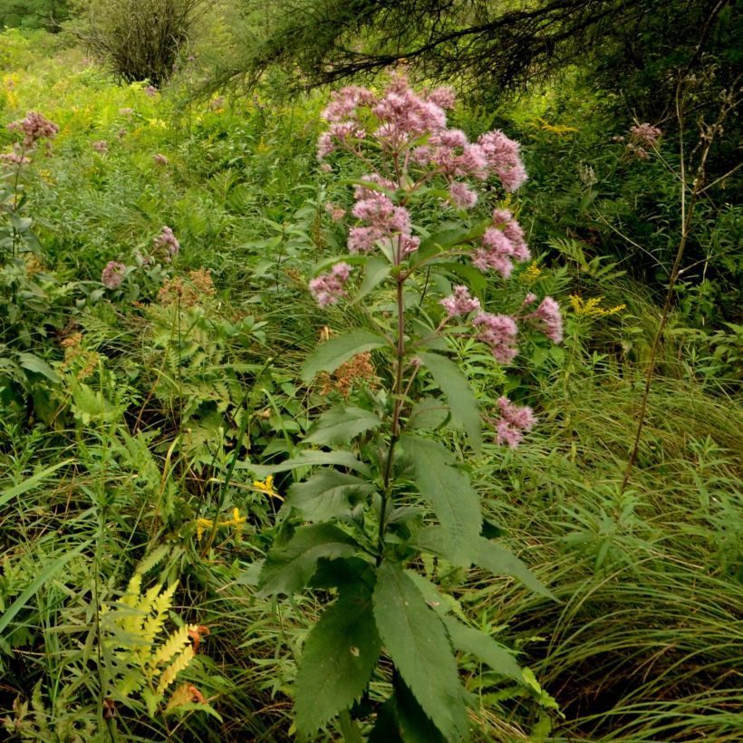 Eupatorium maculatum (Porto)