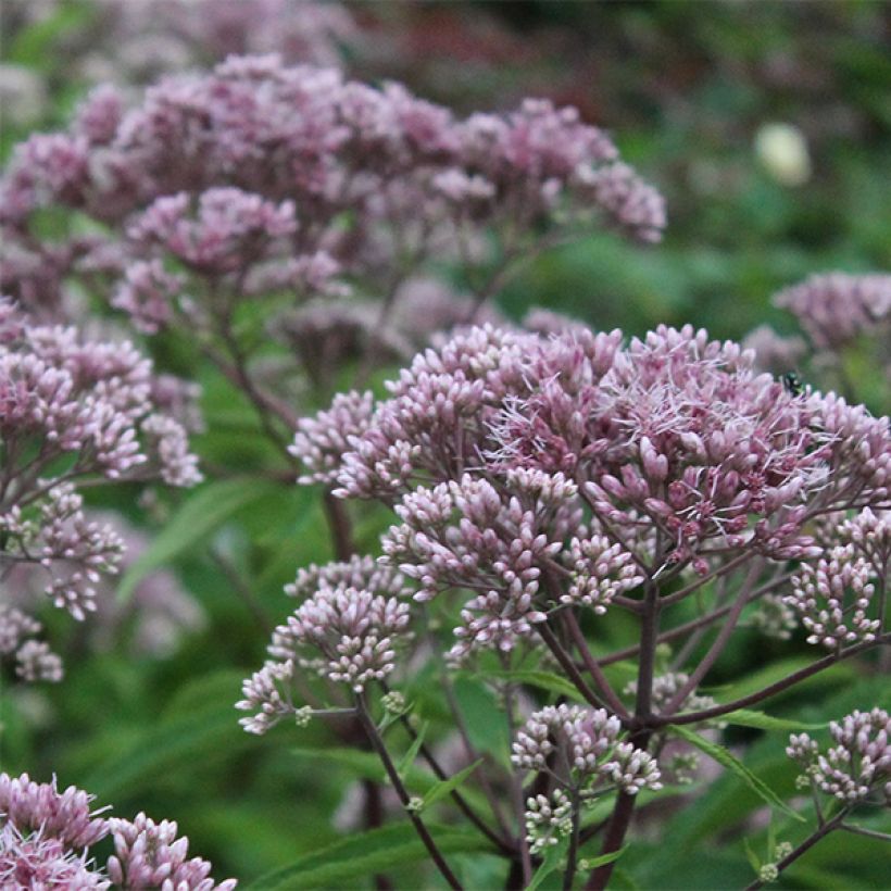 Eupatorium maculatum Phantom (Fioritura)