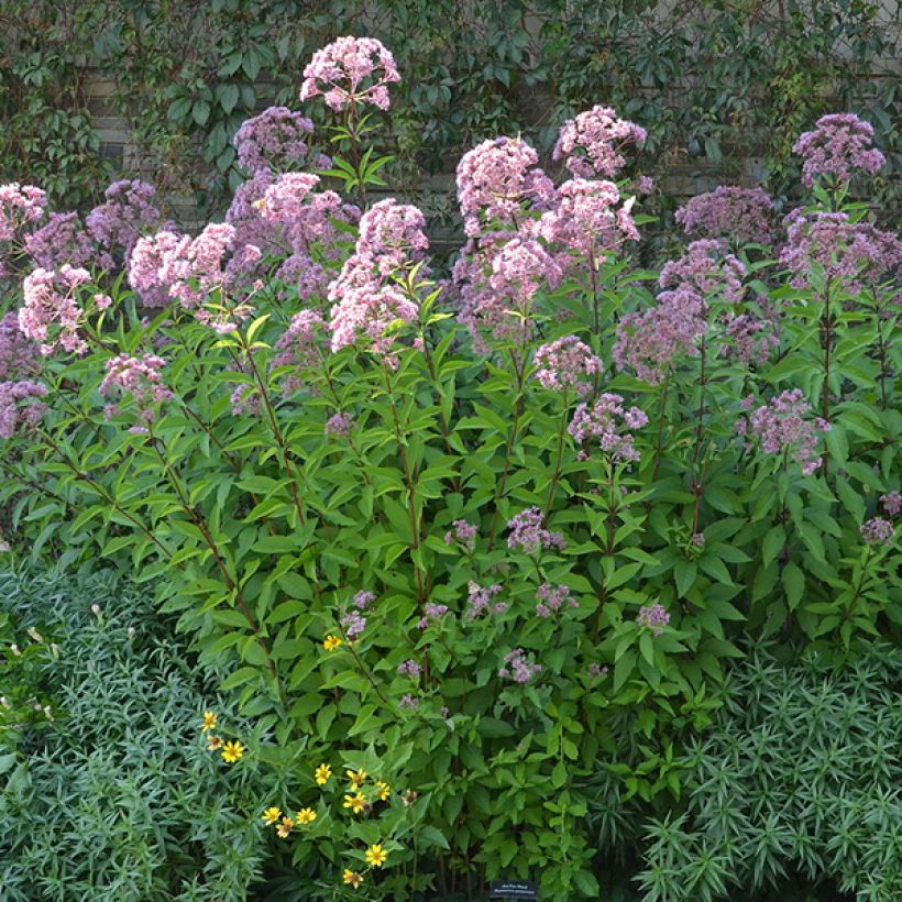 Eupatorium maculatum Phantom (Porto)