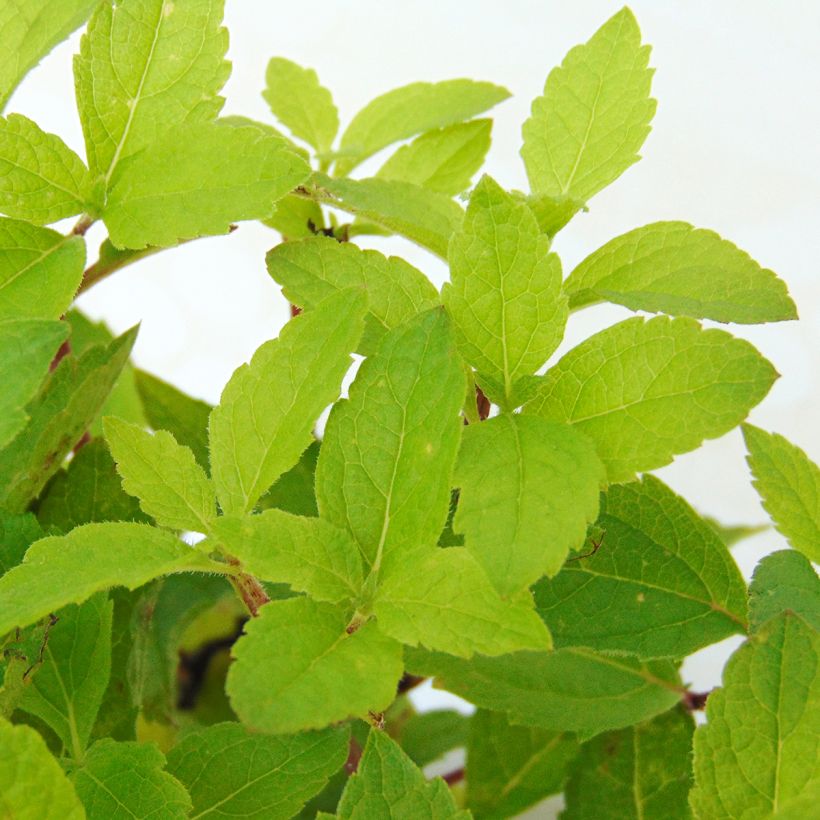 Eupatorium maculatum Phantom (Fogliame)