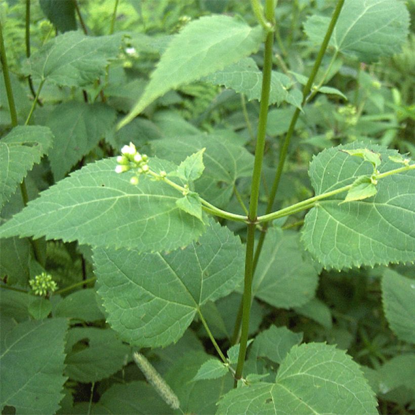 Eupatorium rugosum (Fogliame)