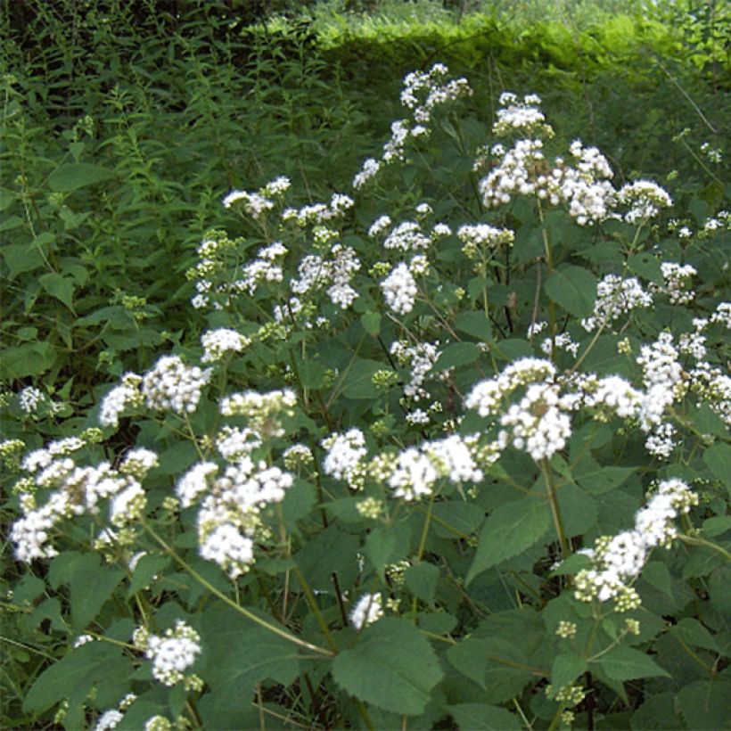 Eupatorium rugosum (Fioritura)