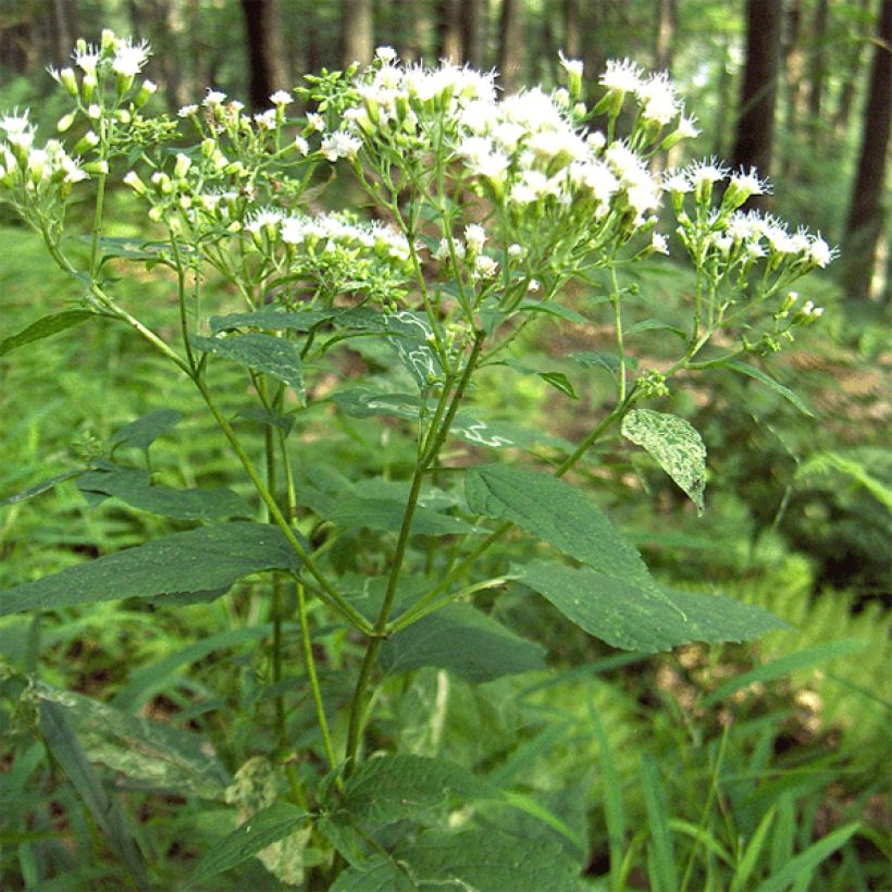 Eupatorium rugosum (Porto)