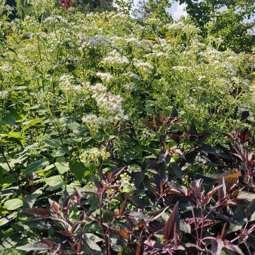 Eupatorium rugosum Braunlaub (Porto)