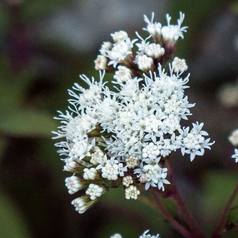 Eupatorium altissima Chocolate (Fioritura)