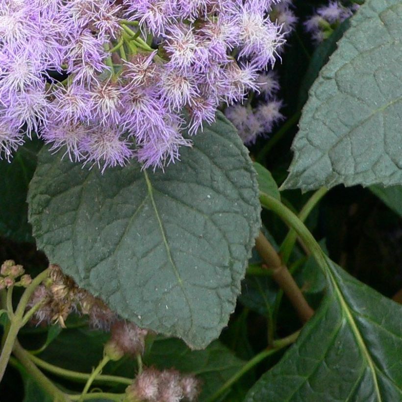 Eupatorium sordidum (Fogliame)