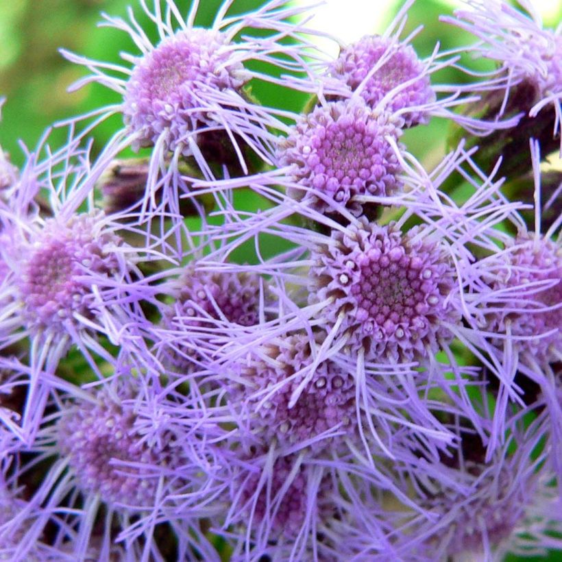 Eupatorium sordidum (Fioritura)