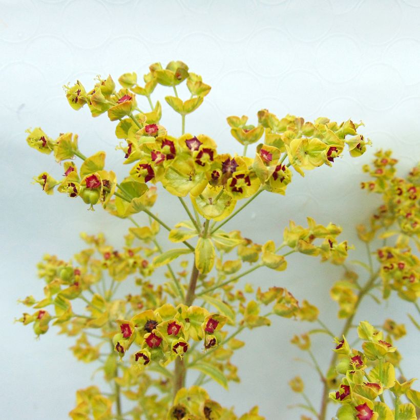 Euphorbia martinii Ascot Rainbow (Fioritura)