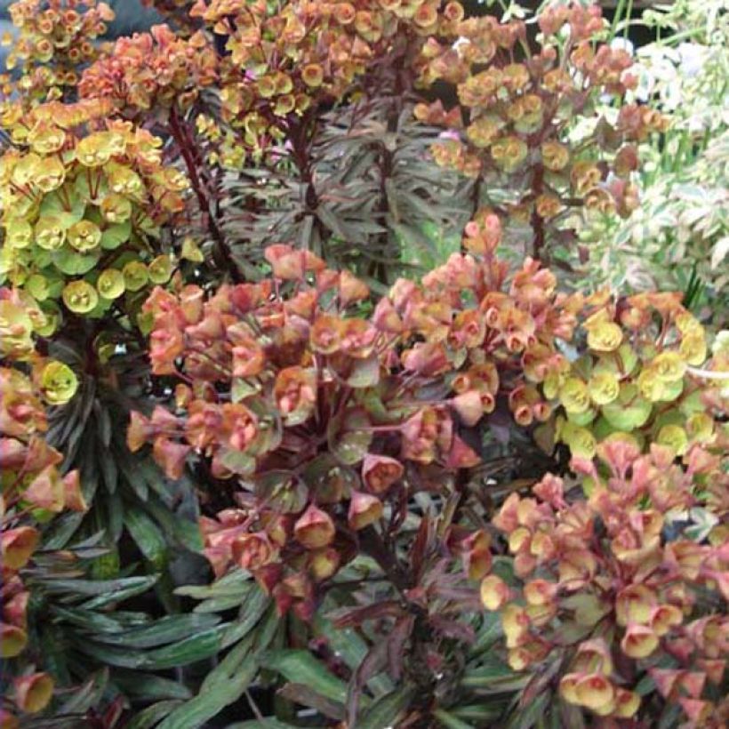 Euphorbia characias Black Bird (Porto)